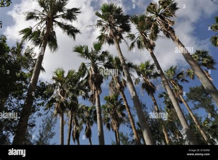 Are there palm trees in Brazil?