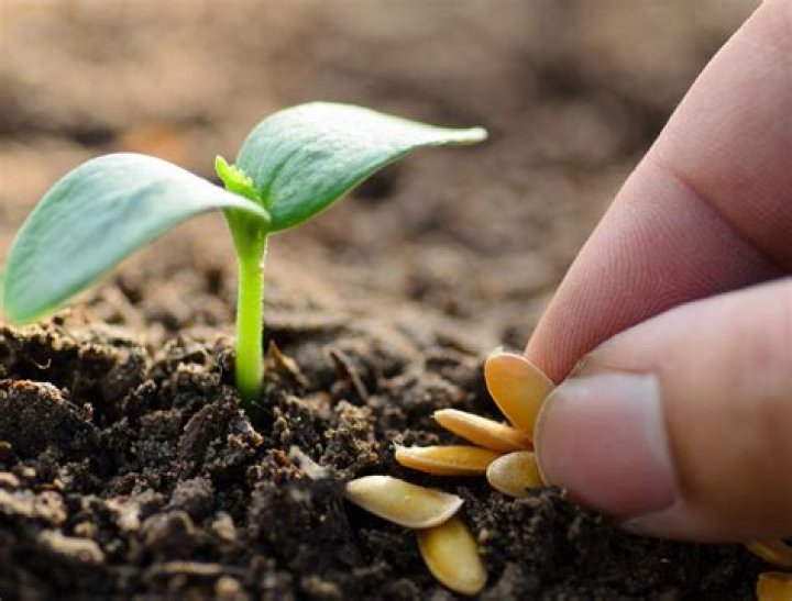 Can you name a plant after someone?
