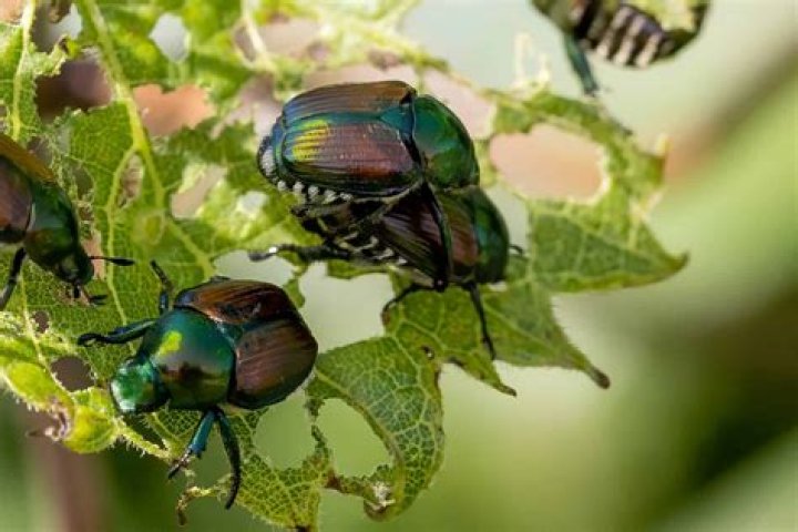 Do Japanese beetles eat arborvitae?