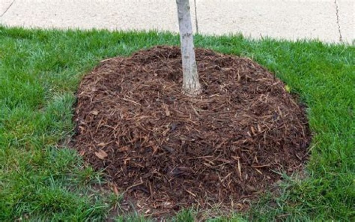 How do you use Preen Mulch?