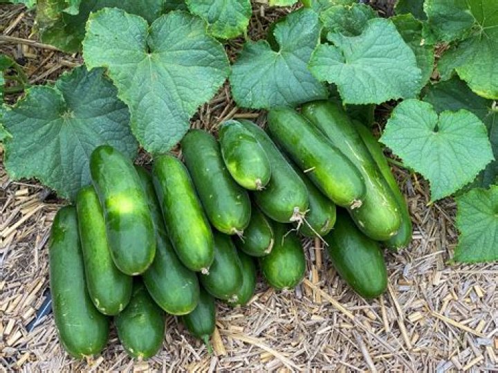 Is a cucumber in the squash family?