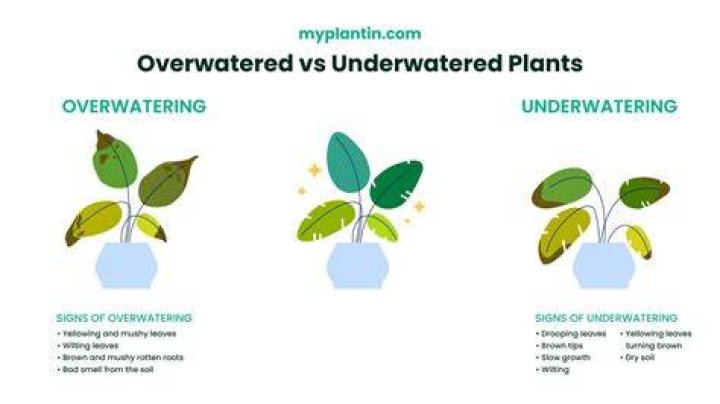 Is it bad to overwater plants?