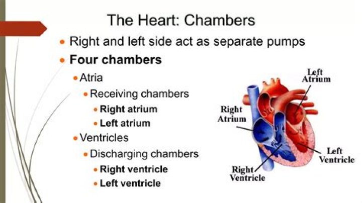 What are the pumping and receiving chambers of the heart?