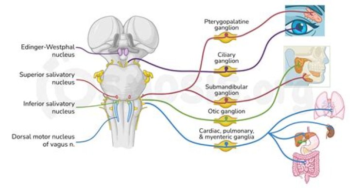 What cranial nerves are sympathetic?