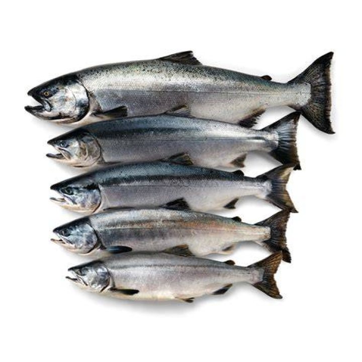 What domain and kingdom is salmon in?
