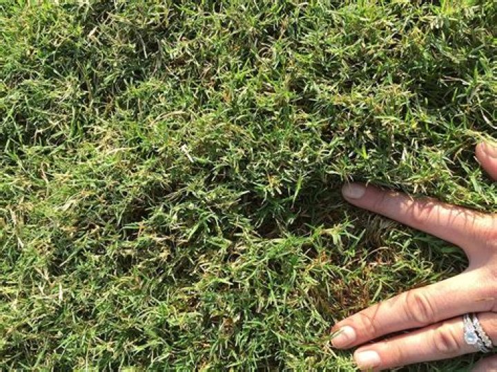 What is the best Bermuda grass?