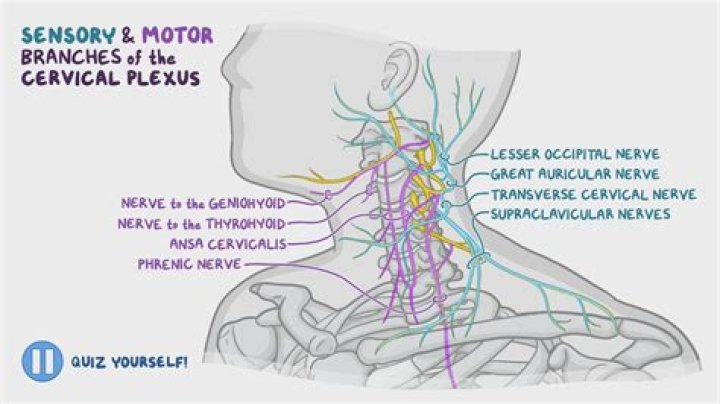 What is the cervical plexus?