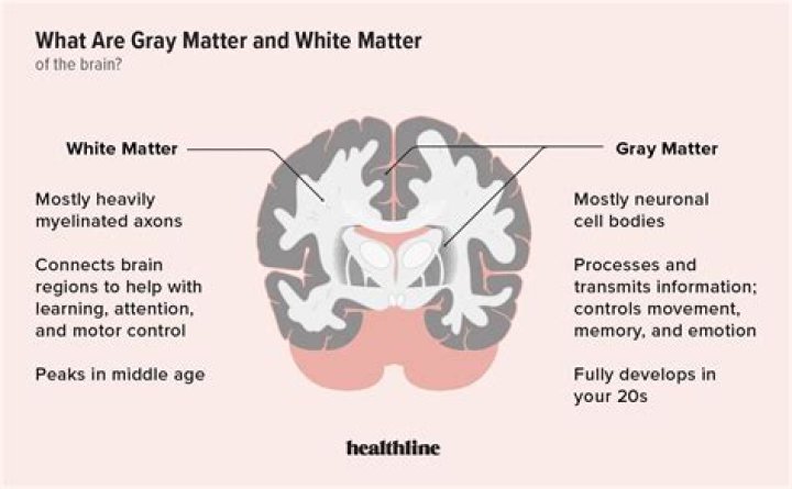 What is the function of cerebral white matter?