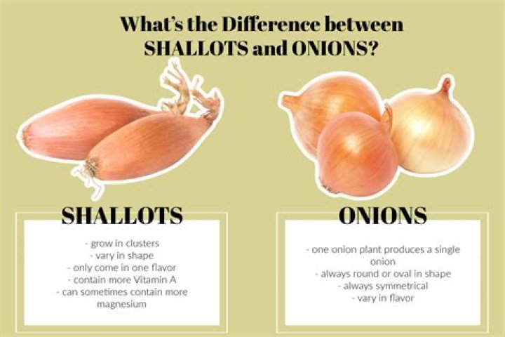 What types of shallots are there?