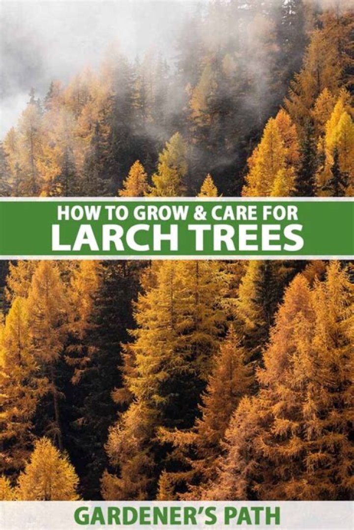 Where does western larch grow?