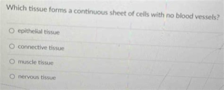 Which tissue forms a continuous sheet of cells with no blood vessels?