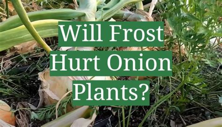 Will Frost kill my onions?